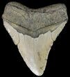 Bargain, Megalodon Tooth - North Carolina #67117-2